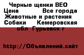 Черные щенки ВЕО › Цена ­ 5 000 - Все города Животные и растения » Собаки   . Кемеровская обл.,Гурьевск г.